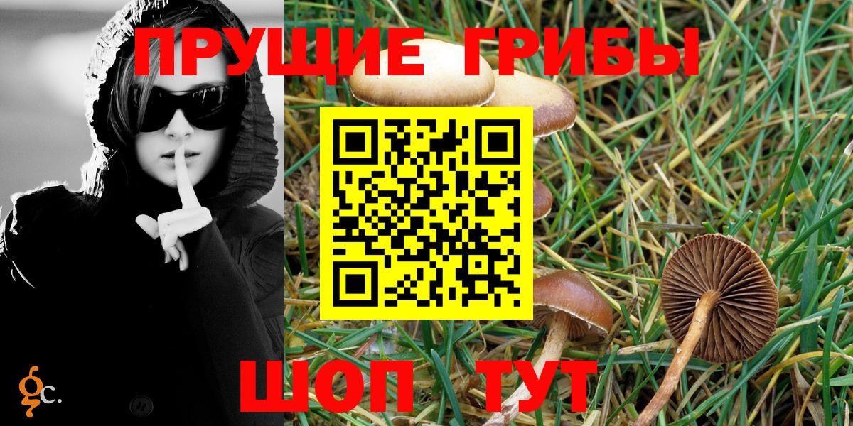 Галлюциногенные грибы Psilocybe Кострома